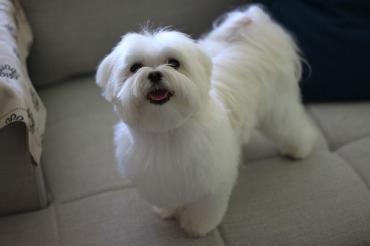 maltese teddy bear dog