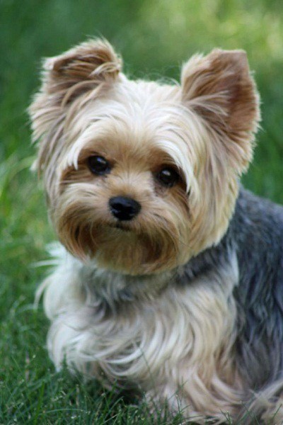 50 Damn Cute Yorkie Haircuts For Your Puppy – HairstyleCamp