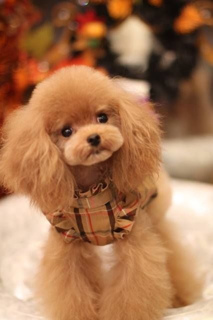 30 Poodle Haircuts You'll Definitely Love - HairstyleCamp