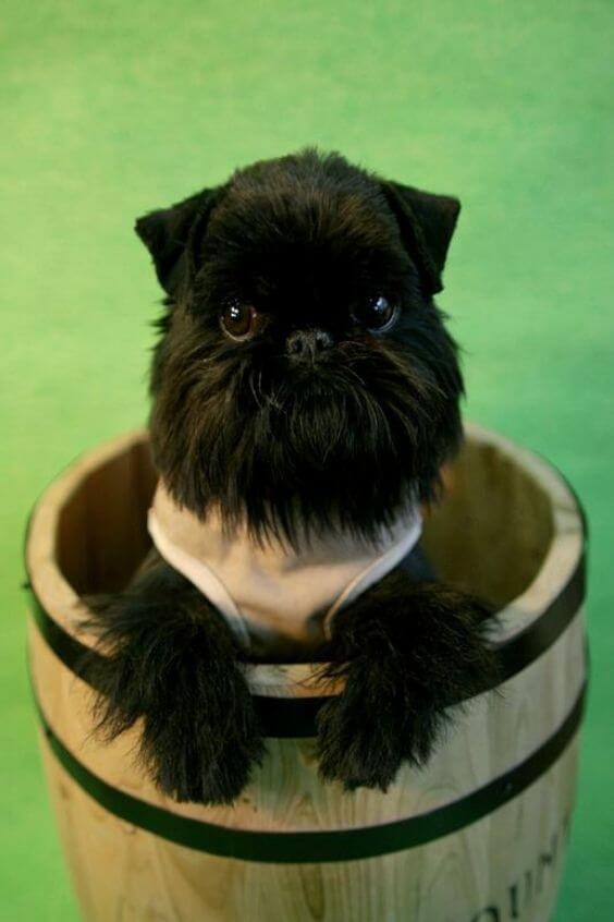25 Amazing Griffon Puppies with Different Length Haircuts