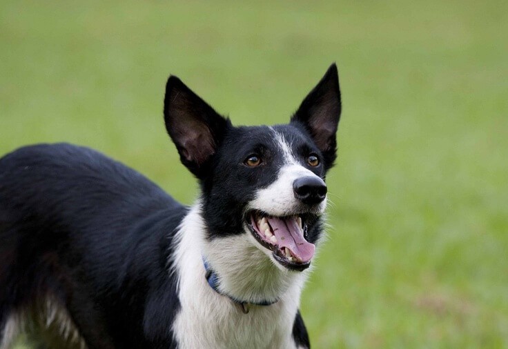 8 Grooming Tips for Short Haired Border Collies ...