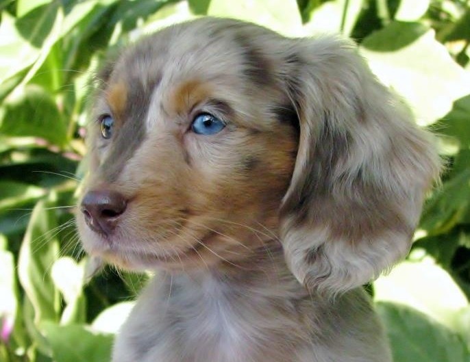 Miniature long haired dachshunds