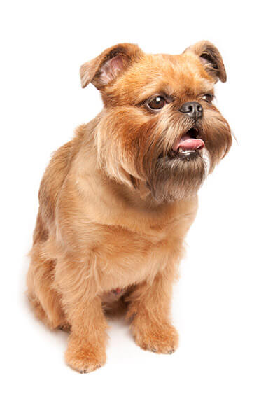 brussels griffon haircut