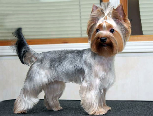 long hair yorkie cuts