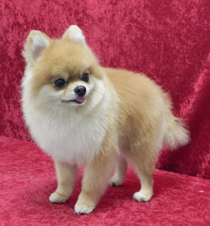 Pictures Of Pomeranian Haircuts