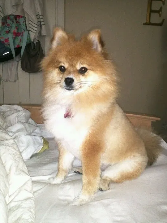 pomeranian hair with Chest style