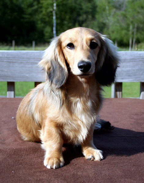 20 Long-haired Miniature Dachshund Facts That'll Impress You