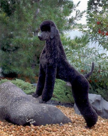 black poodle haircuts