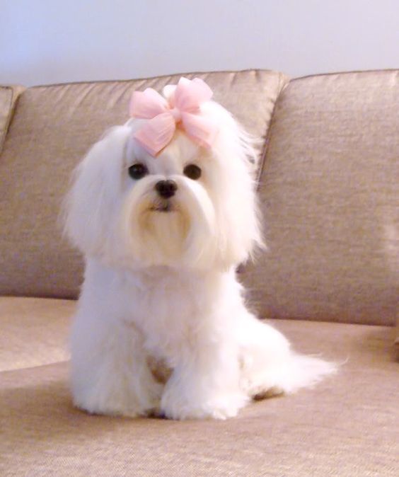 35 Cutest Maltese Haircuts For Your Little Puppy Hairstylecamp