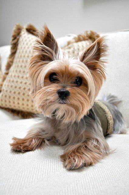 50 Damn Cute Yorkie Haircuts For Your Puppy – HairstyleCamp