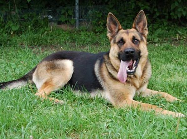 15 Witty Pointers For Short Haired German Shepherd Owner
