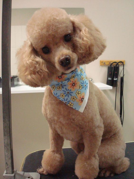 different toy poodle cuts