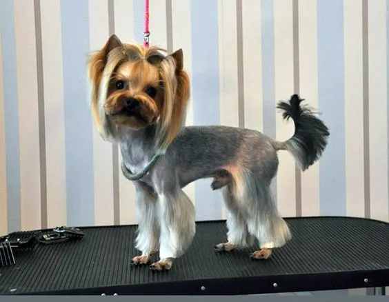 Yorkie Showroom beauty haircut