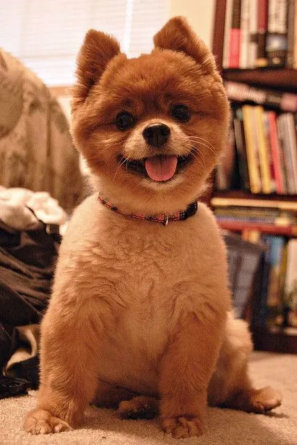 simple Pomeranian hairstyle 