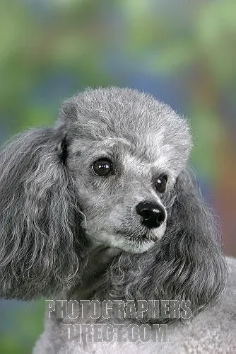  Groomed face Poodle haircut
