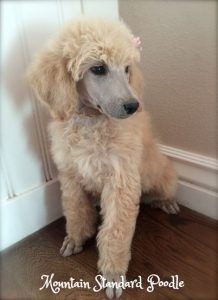 50 Poodle Haircuts You'll Definitely Love - HairstyleCamp