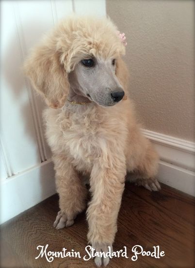 40 Poodle Haircuts You Ll Definitely Love Hairstylecamp