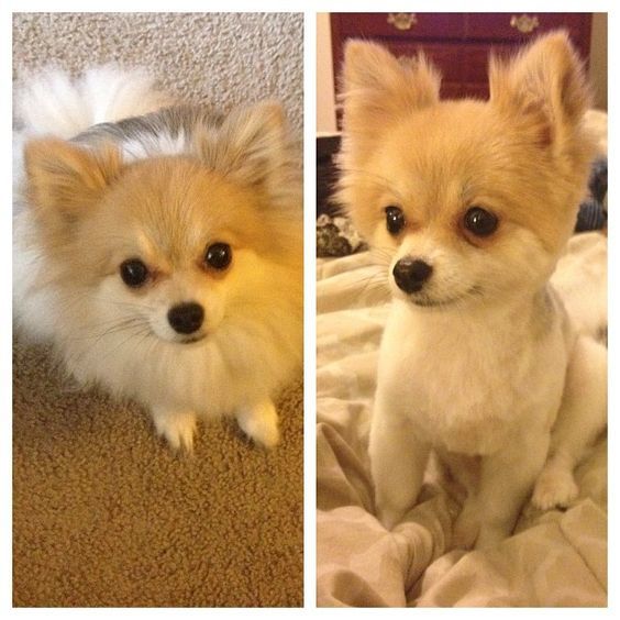 Pictures Of Pomeranian Haircuts