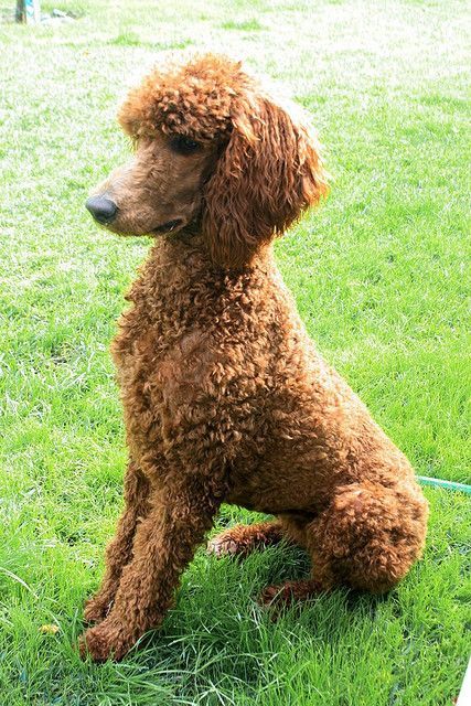 Neat and impressive hairstyle for Poodle