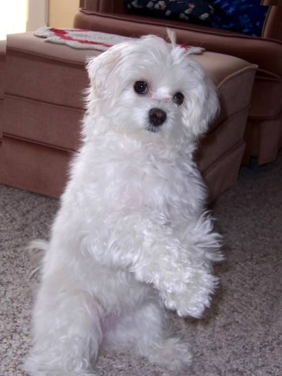 Teddy Bear Haircut Maltese