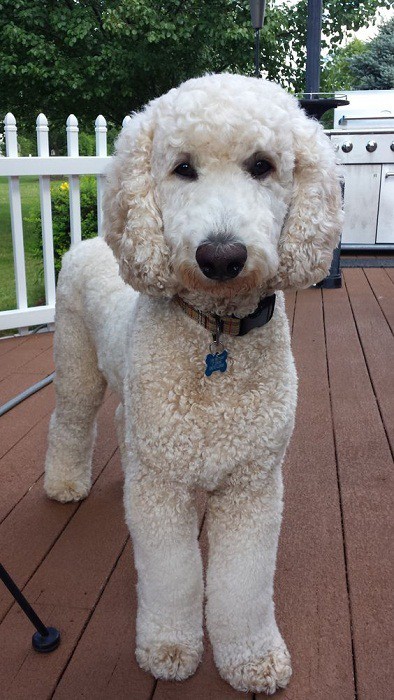 standard poodle long hair