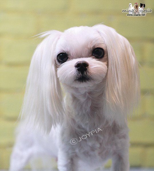 Teddy Bear Haircut Maltese