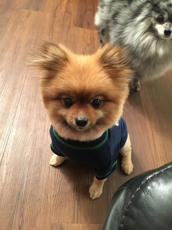 Stylish pixie haircut pomeranian