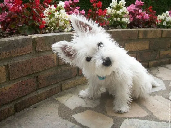 Quick and simple Yorkie Haircut