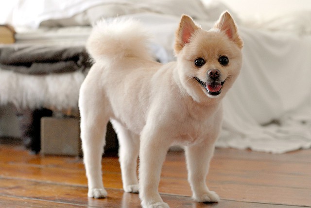 Stylish dude pomeranian haircut