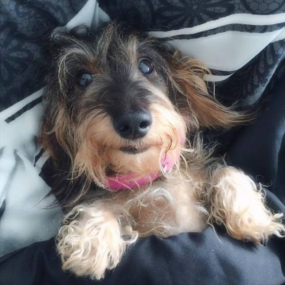 long hair for Wire haired Dachshund
