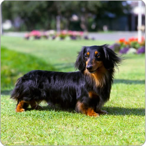 black and tan long haired miniature dachshund