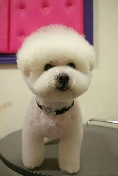 dog haircut