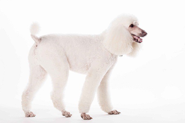  Summer hairstyle for Poodle dog