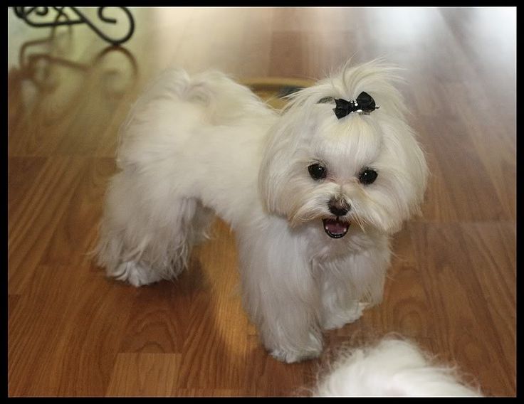 Long girly cut your Maltese 