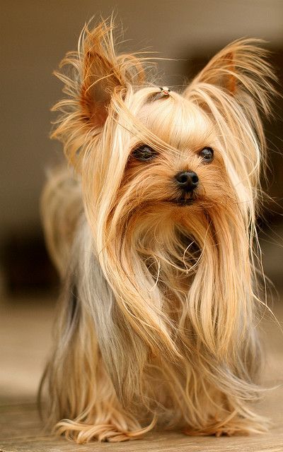 80 Adorable Yorkie Haircuts For Your Puppy