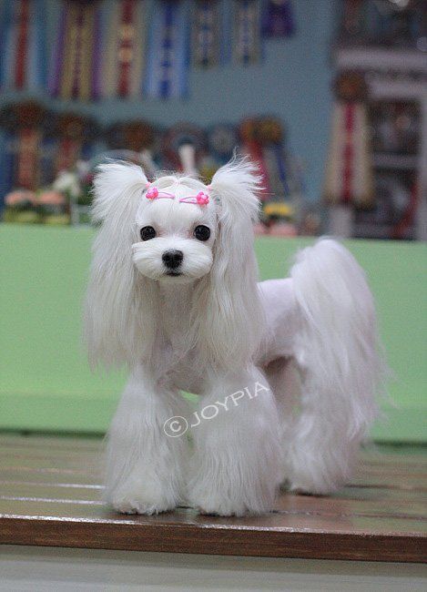35 Cutest Maltese Haircuts For Your Little Puppy Hairstylecamp