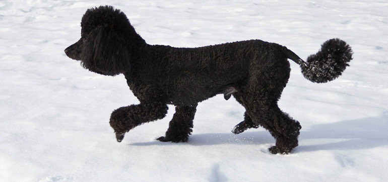 Tail designs hairstyle for poodle