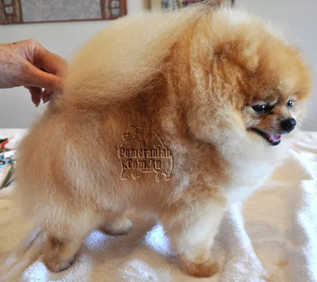  Rockstar haircut for pomeranian