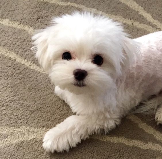 maltese teddy bear face