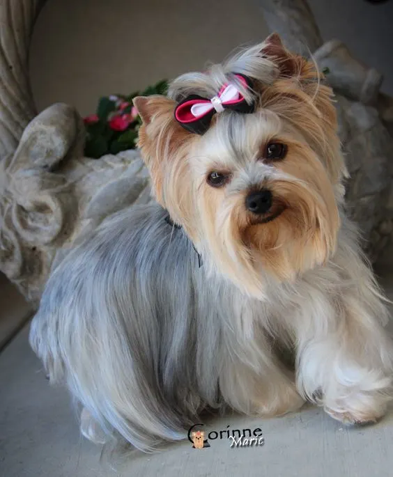 Yorkie Hairstyle with Oval face