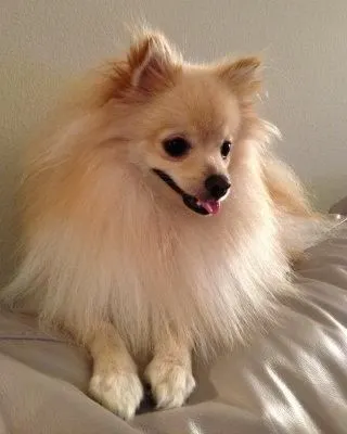 Pomeranian hair