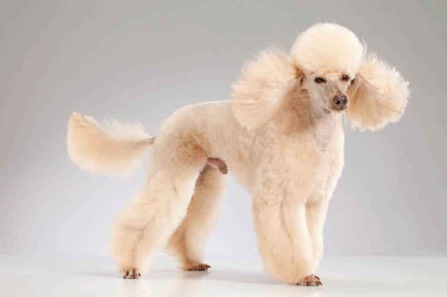 50 Poodle Haircuts Youll Definitely Love Hairstylecamp