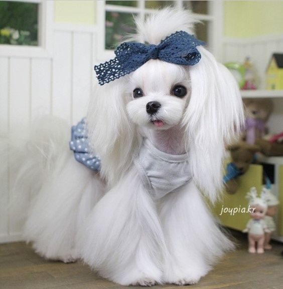 Teddy Bear Maltese Haircuts