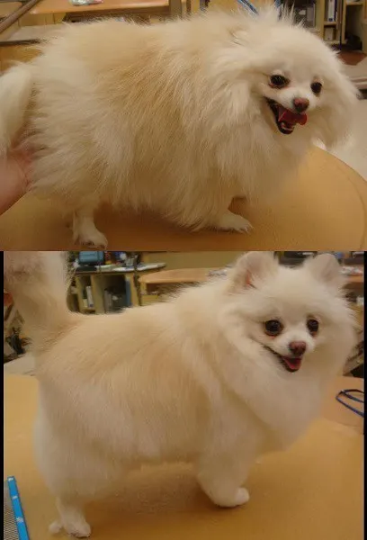white color Pomeranian hairstyle