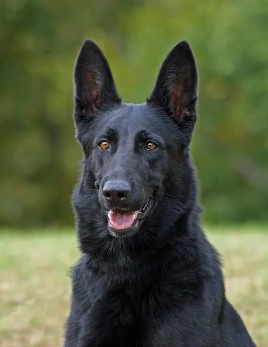 15 Witty Pointers For Short Haired German Shepherd Owner