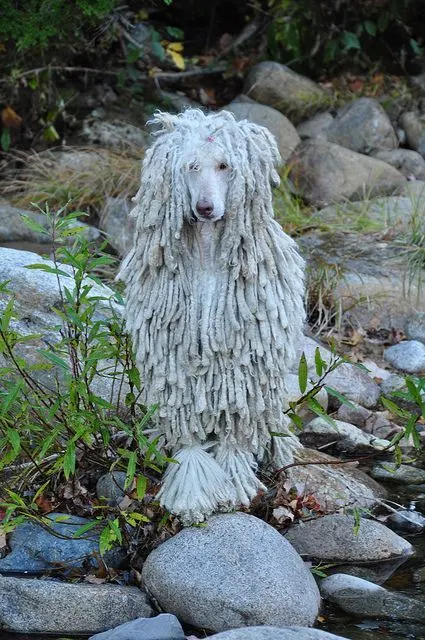 poodle Corded coat hairstyle 