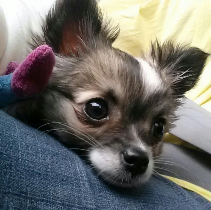 long haired Chihuahua puppy