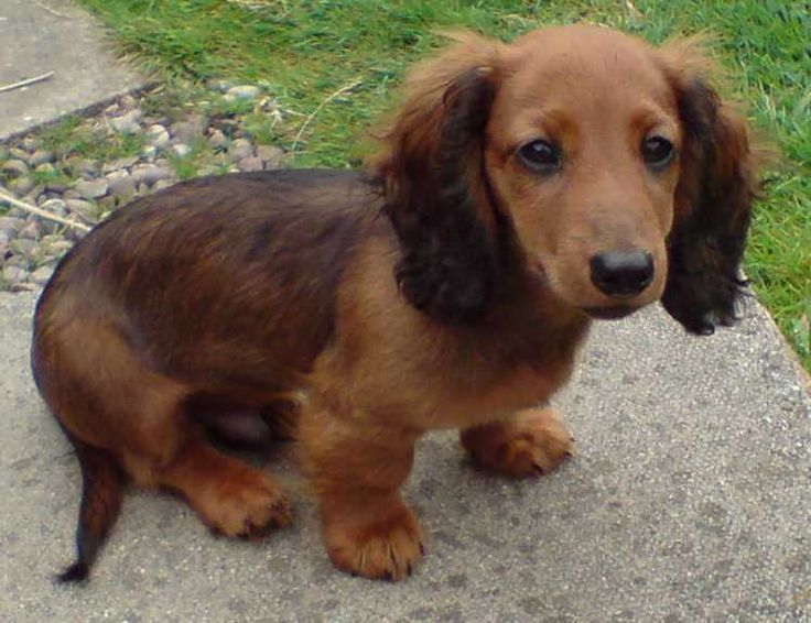 nice loking dachshund miniature long haired