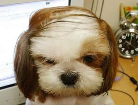 dog haircut
