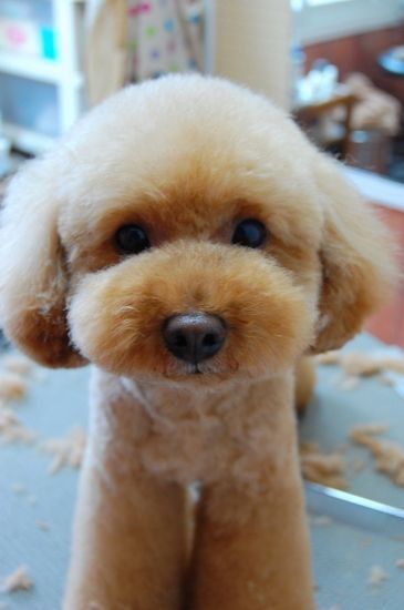 toy poodle grooming cuts